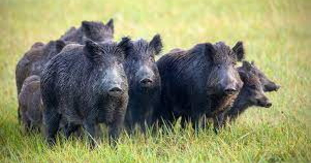 CORSO ON LINE PER COADIUTORE AL CONTROLLO MEDIANTE PRELIEVO SELETTIVO - SPECIE CINGHIALE